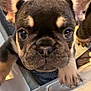 puppy, dog, french_bulldog, close_up, paw, cute, pet, animal, young, ears, face, curious, indoor, looking, fur, small, nose, whiskers, expression, playful
