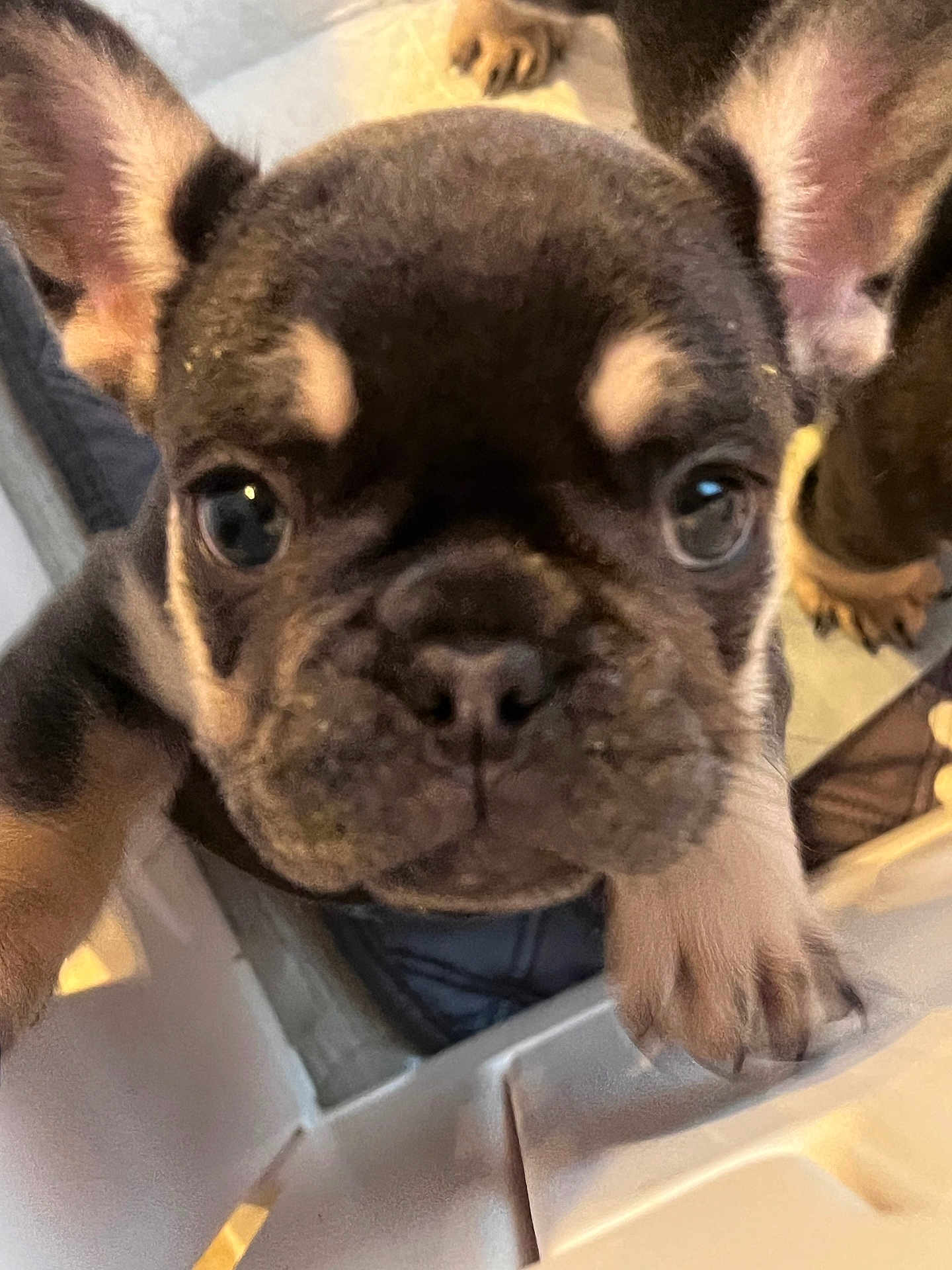 Paco