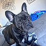 french_bulldog, dog, pet, black_dog, couch, blanket, indoor, animal, ears, curious, face, fur, home, decor, wall_art, furniture, looking, portrait, cozy, companion