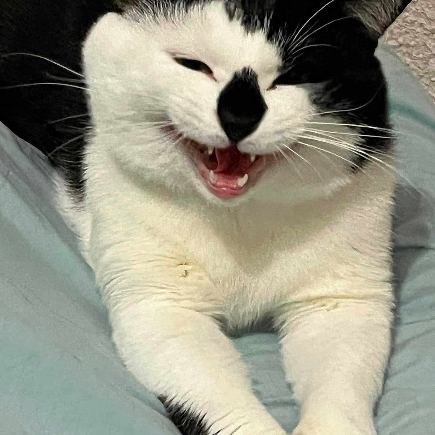 Dadouche a rejoint le concours — aidez-le/la à gagner de superbes lots ! animal, black_and_white, cat, closeup, cute, expression, feline, fur, indoor, mammal, mouth_open, paw, pet, playful, relaxed, resting, sleepy, stretching, teeth, whiskers