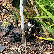 Oreo is registered to the contest to win money with this photo: kitten, cat, toy_car, rusty_metal, garden, plants, greenery, mulch, outdoor, nature, playful, animal, black_and_white, feline, pet, curious, small, hiding, claws, ground