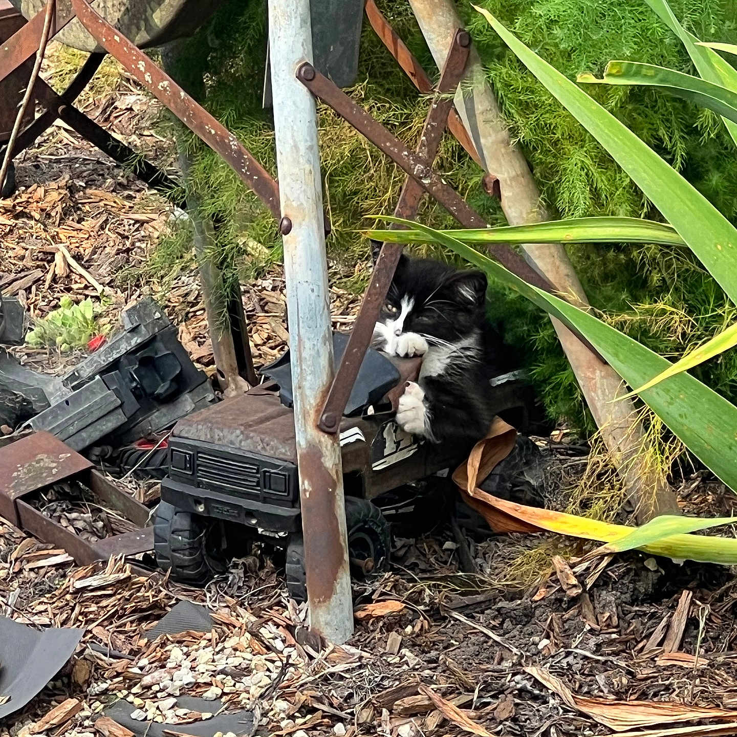 Oreo is registered to the contest to win money with this photo: animal, black_and_white, cat, claws, curious, feline, garden, greenery, ground, hiding, kitten, mulch, nature, outdoor, pet, plants, playful, rusty_metal, small, toy_car