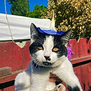 Oreo joined the competition — help win amazing prizes! cat, black_and_white, flower, outdoor, pet, animal, paw, fence, sky, sunlight, greenery, ears, whiskers, cute, holding, portrait, nature, closeup, domestic_cat, playful