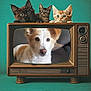 cat, kitten, dog, vintage_television, retro, pets, curious, peeking, screen, brown_cat, orange_cat, striped_cat, white_dog, indoor, green_background, animal_portrait, closeup, cute, furry, whimsical