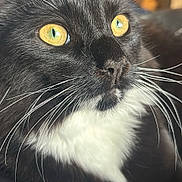 Jemmy joined the competition — help win amazing prizes! cat, close_up, black_and_white, yellow_eyes, whiskers, fur, pet, animal, portrait, face, indoor, soft_light, feline, cute, domestic_cat, mammal, whiskers_detail, focused, alert, natural_light