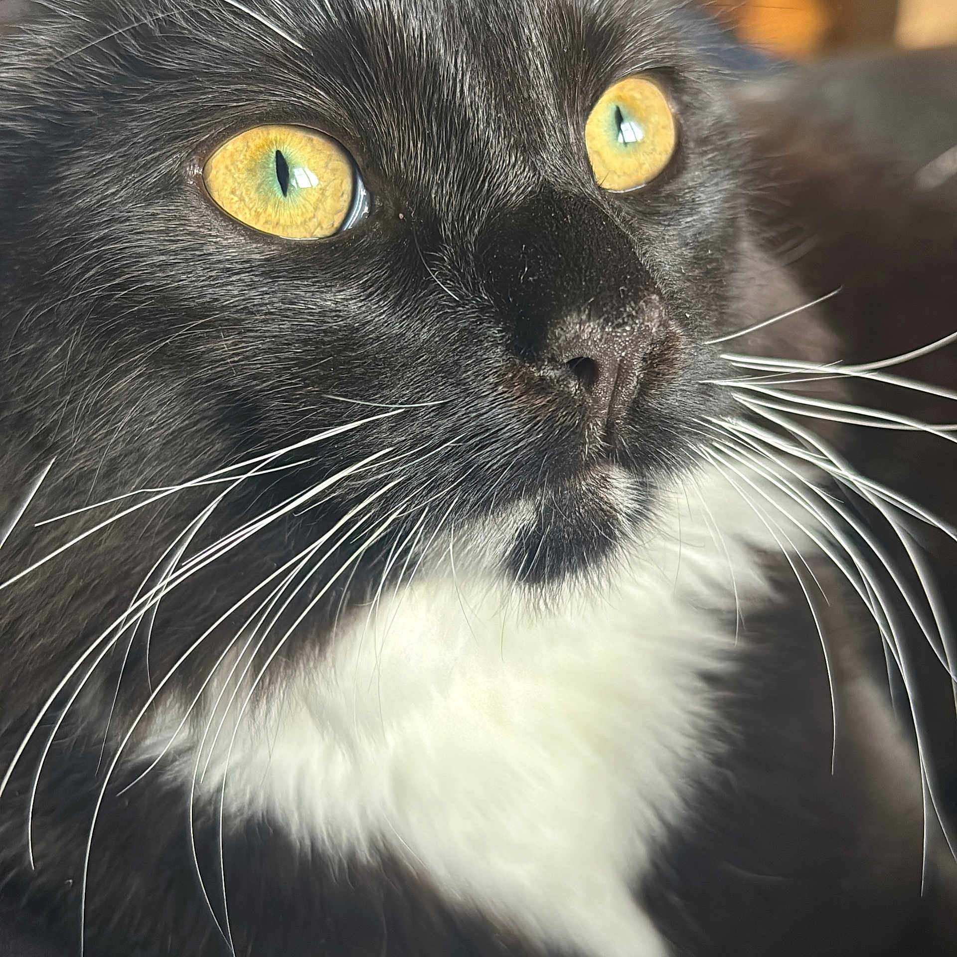 Jemmy joined the competition — help win amazing prizes! cat, close_up, black_and_white, yellow_eyes, whiskers, fur, pet, animal, portrait, face, indoor, soft_light, feline, cute, domestic_cat, mammal, whiskers_detail, focused, alert, natural_light
