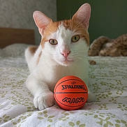 Rango a rejoint le concours — aidez-le/la à gagner de superbes lots ! cat, orange_and_white, mini_basketball, bed, bedspread, indoor, pet, animal, closeup, paw, toy, relaxed, looking_at_camera, whiskers, ears, feline, domestic_cat, cute, small_ball, soft_light