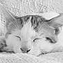 Rango a rejoint le concours — aidez-le/la à gagner de superbes lots ! cat, sleeping, close_up, knitted_blanket, texture, fur, whiskers, peaceful, resting, pet, animal, monochrome, black_and_white, cozy, face, ears, nose, soft, cute, domestic_cat