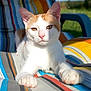 Rango a rejoint le concours — aidez-le/la à gagner de superbes lots ! cat, orange_and_white, striped_chair, outdoor, sunlight, relaxed, animal, pet, fur, whiskers, ears, paws, nature, greenery, blue_sky, close_up, portrait, daylight, resting, feline