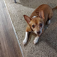 Copper joined the competition — help win amazing prizes! dog, brown, white, carpet, floor, indoor, pet, animal, looking_up, ears, cute, small_dog, fur, collar, paw, resting, canine, household, domestic, curious
