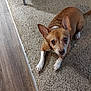 dog, brown, white, carpet, floor, indoor, pet, animal, looking_up, ears, cute, small_dog, fur, collar, paw, resting, canine, household, domestic, curious