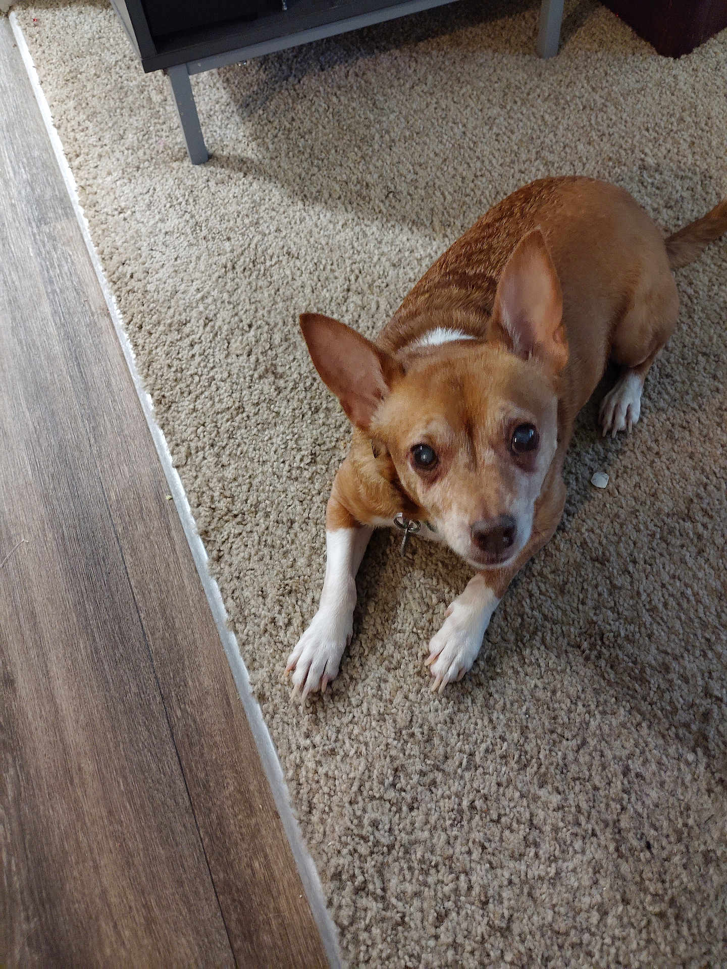Copper joined the competition — help win amazing prizes! dog, brown, white, carpet, floor, indoor, pet, animal, looking_up, ears, cute, small_dog, fur, collar, paw, resting, canine, household, domestic, curious
