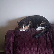 Lucy Bjarnarson is registered to the contest to win money with this photo: cat, calico_cat, couch, purple_couch, furniture, indoor, pet, animal, resting, sleepy, fur, tail, whiskers, paw, domestic_cat, relaxed, home, wall, quiet, cozy