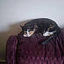 cat, calico_cat, couch, purple_couch, furniture, indoor, pet, animal, resting, sleepy, fur, tail, whiskers, paw, domestic_cat, relaxed, home, wall, quiet, cozy