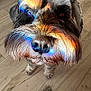 Sprocket is registered to the contest to win money with this photo: dog, schnauzer, close_up, rainbow_light, reflection, colorful, face, fur, nose, eyes, pet, indoor, wooden_floor, animal, portrait, cute, whiskers, texture, lighting, expression