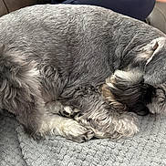 Sprocket is registered to the contest to win money with this photo: dog, sleeping, curled_up, gray_fur, white_fur, couch, blanket, indoor, pet, cozy, fur, animal, resting, paw, relaxing, companion, cute, small_dog, canine, home