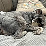 Sprocket joined the competition — help win amazing prizes! dog, sleeping, gray_fur, blanket, couch, leather, pillow, cozy, pet, resting, indoor, fur, curled_up, paw, snout, relaxation, home, animal, companion, napping