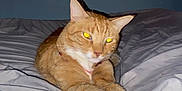 Lulyn is registered to the contest to win money with this photo: cat, ginger_cat, bed, blanket, indoor, pet, animal, fur, whiskers, paws, relaxed, stretching, yellow_eyes, flash, sleepy, cute, domestic, feline, resting, cozy
