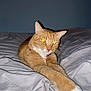 cat, ginger_cat, bed, blanket, indoor, pet, animal, fur, whiskers, paws, relaxed, stretching, yellow_eyes, flash, sleepy, cute, domestic, feline, resting, cozy