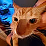Lulyn is registered to the contest to win money with this photo: cat, orange_tabby, close_up, indoor, blurry, person, face_partial, whiskers, kitchen, background, lighting, pet, animal, feline, home, holding, ears, eyes, nose, fur