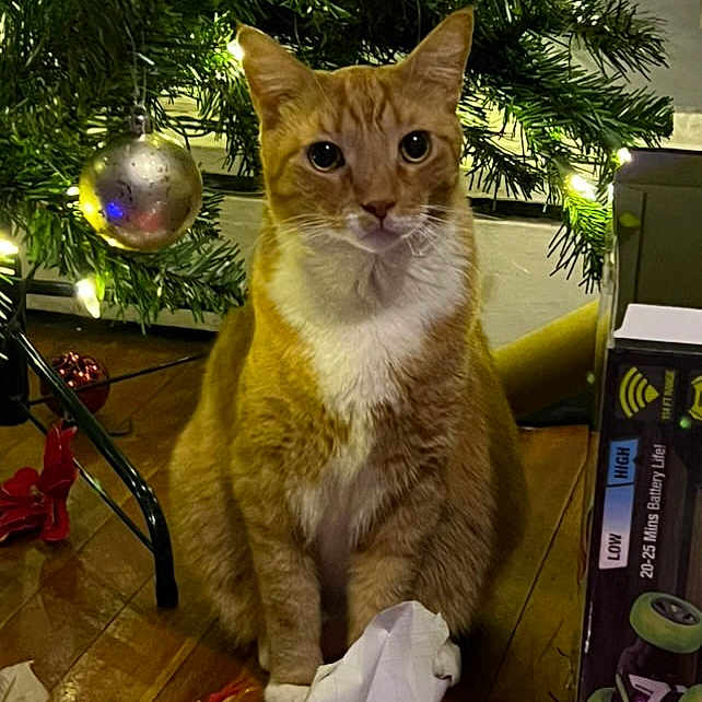 Lulyn joined the competition — help win amazing prizes! box, cat, christmas_lights, christmas_tree, curious, decorations, domestic_animal, feline, festive, floor, holiday, indoor, orange_cat, ornament, pet, present, tree_stand, white_fur, wood_floor, wrapping_paper