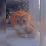 Lulyn joined the competition — help win amazing prizes! cat, orange_cat, white_cat, pumpkin, indoor, blurry, animal, pet, table, relaxed, fall, autumn, cute, feline, domestic_animal, whiskers, ears, eyes, lying_down, soft_light
