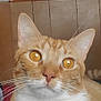 Lulyn joined the competition — help win amazing prizes! cat, orange_tabby, white_chest, close_up, pet, animal, whiskers, ears, face, fur, indoor, wood_paneling, curious, sitting, domestic_cat, feline, eyes, portrait, cute, calm