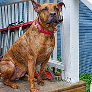 Simba joined the competition — help win amazing prizes! dog, brindle, collar, porch, wooden_floor, railing, ladder, blue_wall, outdoor, pet, canine, sitting, guarding, animal, fence, fur, ears, snout, calm, watchful