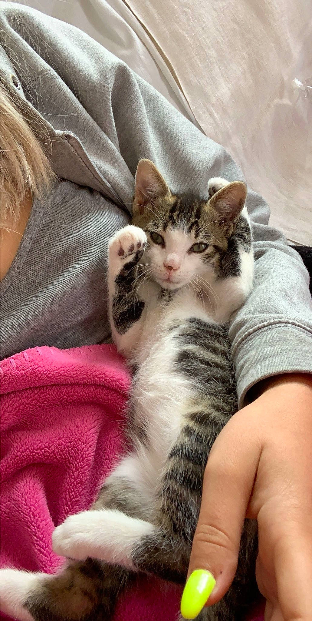 Pattenrond participe au concours pour gagner de l'argent avec cette photo : aegean_cat, american_shorthair, american_wirehair, asian, carnivore, cat, domestic_short_haired_cat, dragon_li, european_shorthair, felidae, fur, kitten, mammal, nap, norwegian_forest_cat, paw, polydactyl_cat, small_to_medium_sized_cats, tabby_cat, whiskers