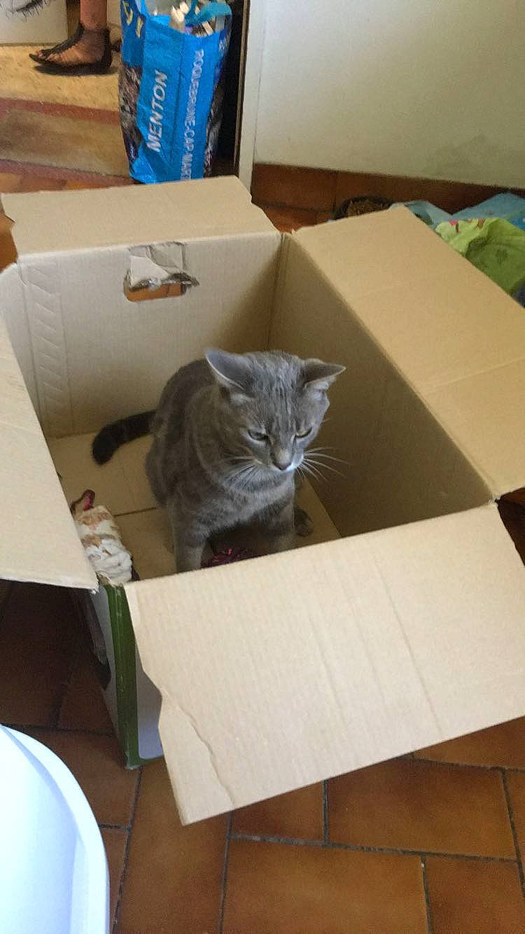 Grisouille participe au concours pour gagner de l'argent avec cette photo : american_shorthair, box, british_shorthair, cardboard, carnivore, cat, chartreux, domestic_short_haired_cat, european_shorthair, felidae, paper, paper_product, room, russian_blue, small_to_medium_sized_cats, whiskers