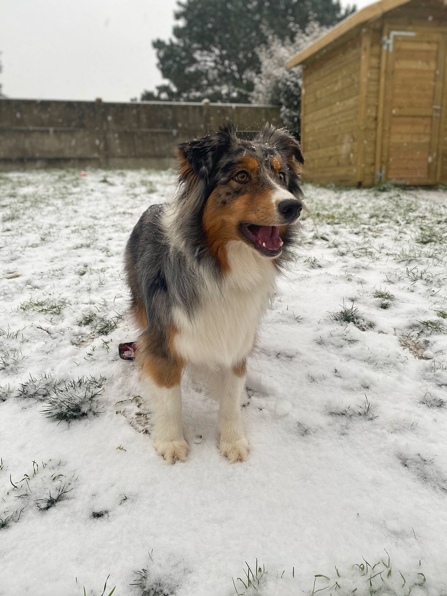 Nawel participe au concours pour gagner de l'argent avec cette photo : australian_collie, canidae, carnivore, collie, companion_dog, dog, dog_breed, freezing, fur, herding_dog, plant, shetland_sheepdog, sky, snout, snow, sporting_group, terrestrial_animal, tree, winter, working_dog