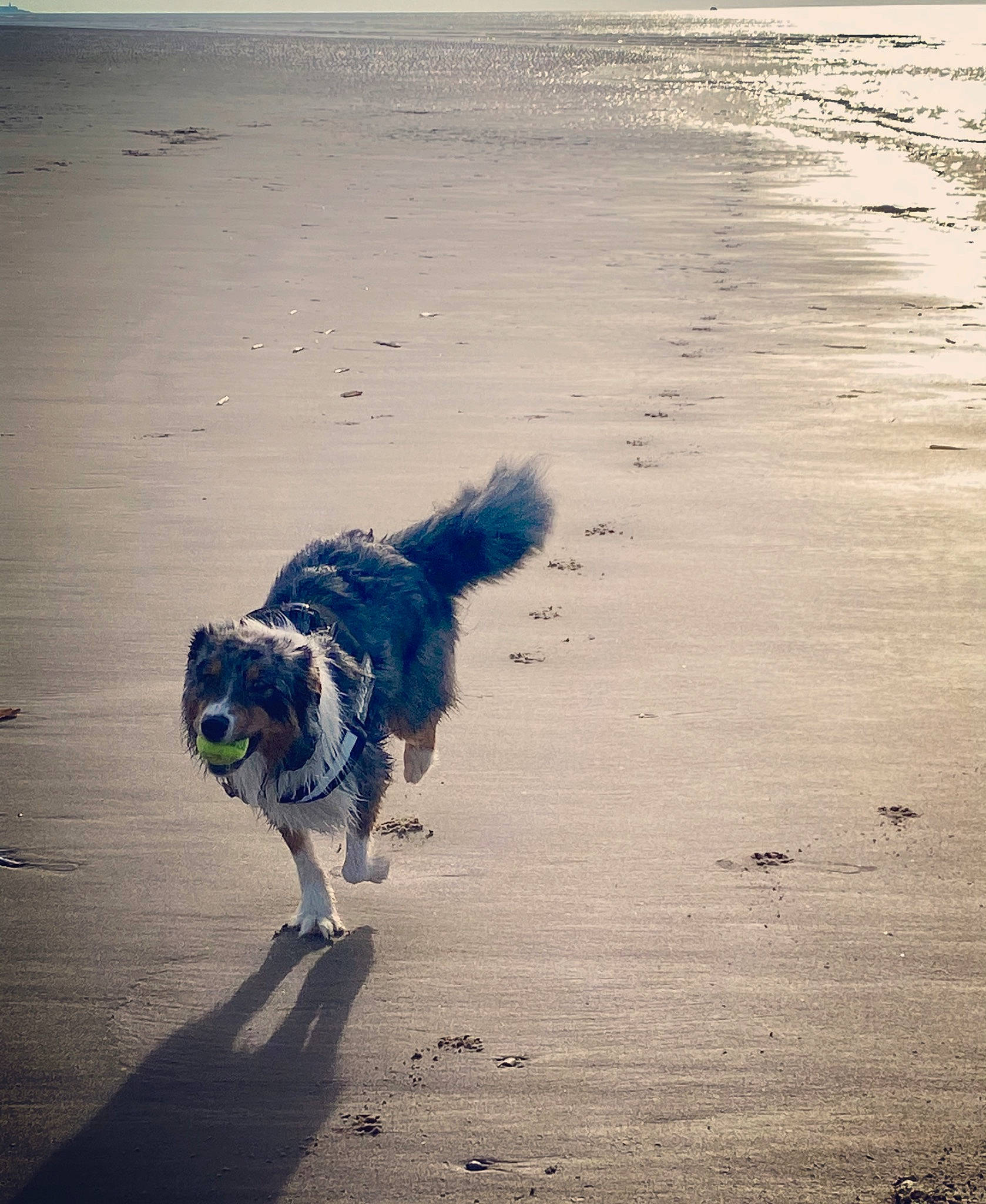 Nawel participe au concours pour gagner de l'argent avec cette photo : asphalt, beach, body_of_water, canidae, carnivore, companion_dog, dog, dog_breed, electric_blue, fawn, herding_dog, horizon, landscape, ocean, sand, sporting_group, tail, tints_and_shades, water, wind_wave