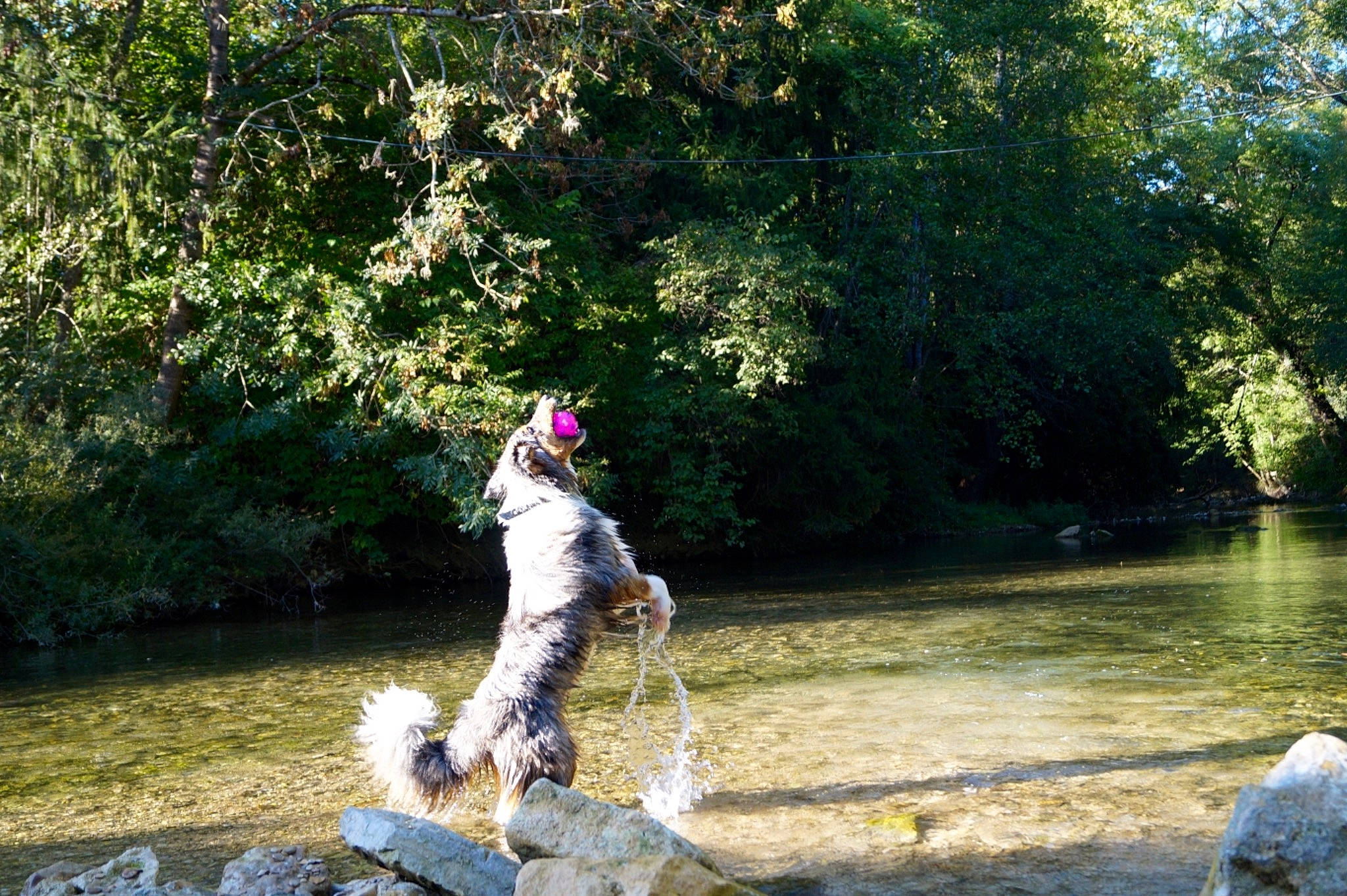 Nawel a rejoint le concours — aidez-le/la à gagner de superbes lots ! adventure, canidae, forest, fun, grass, lake, landscape, leisure, natural_landscape, personal_protective_equipment, plant, pond, recreation, reflection, reservoir, rock, stream, tree, walking, water