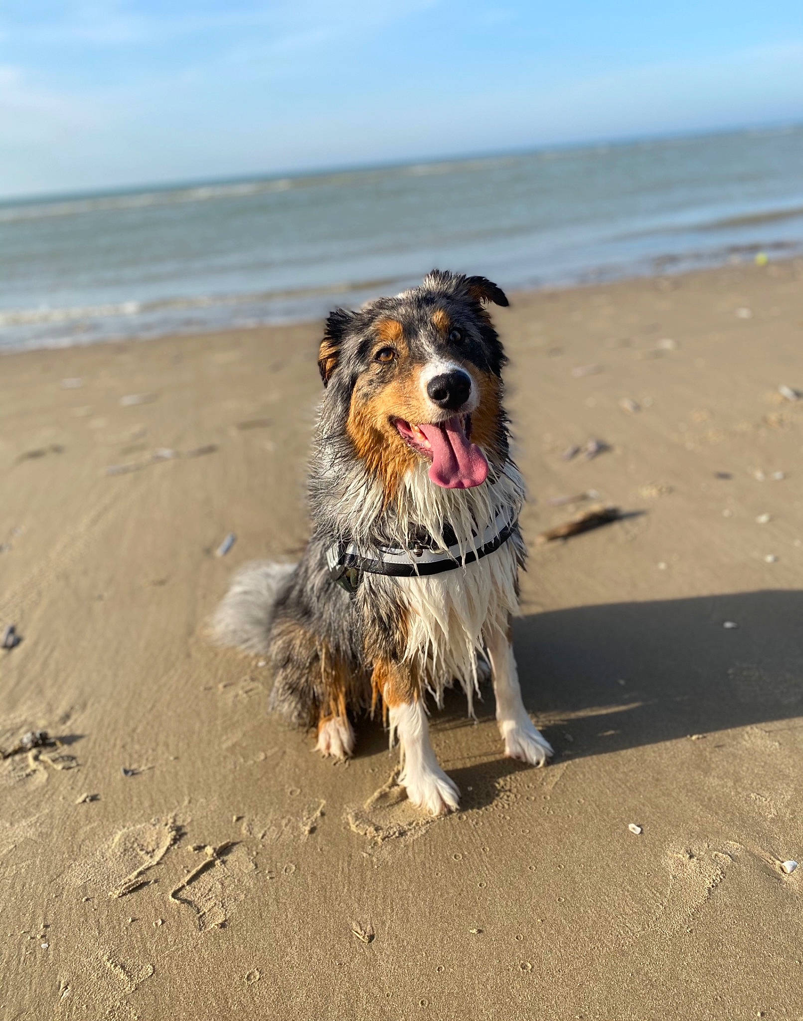 Nawel participe au concours pour gagner de l'argent avec cette photo : beach, canidae, carnivore, cloud, coastal_and_oceanic_landforms, companion_dog, dog, dog_breed, herding_dog, horizon, leash, sand, shore, sky, small_terrier, sporting_group, terrier, walking, water, wind_wave