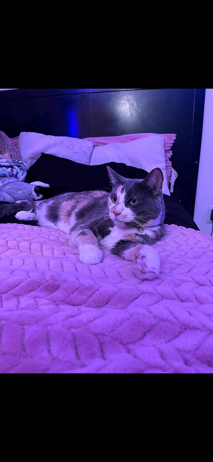 Lydia is registered to the contest to win money with this photo: cat, pet, bed, blanket, purple_light, indoor, feline, relaxed, resting, fur, whiskers, pillow, cozy, domestic_animal, animal, cute, soft_texture, sleepy, collar, home