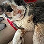 Lydia joined the competition — help win amazing prizes! cat, calico_cat, close_up, pet, feline, fur, whiskers, paw, couch, blanket, indoor, relaxed, animal, domestic_animal, mammal, cute, looking_at_camera, soft, resting, cozy