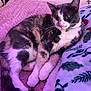 Lydia is registered to the contest to win money with this photo: cat, calico_cat, pet, feline, indoor, blanket, bed, cozy, resting, fur, whiskers, paws, collar, pink, purple_lighting, holiday_blanket, decor, relaxed, animal, cute