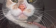 Lydia joined the competition — help win amazing prizes! cat, close_up, indoor, pet, whiskers, pink_nose, yellow_eyes, collar, feline, face, fur, cute, animal, domestic_animal, portrait, looking_at_camera, whiskers_visible, ears, tabby, calico