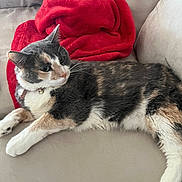 Lydia joined the competition — help win amazing prizes! cat, calico_cat, feline, pet, domestic_animal, lying_down, couch, blanket, red_blanket, indoor, fur, whiskers, paws, relaxed, resting, collar, household, cozy, animal, cute