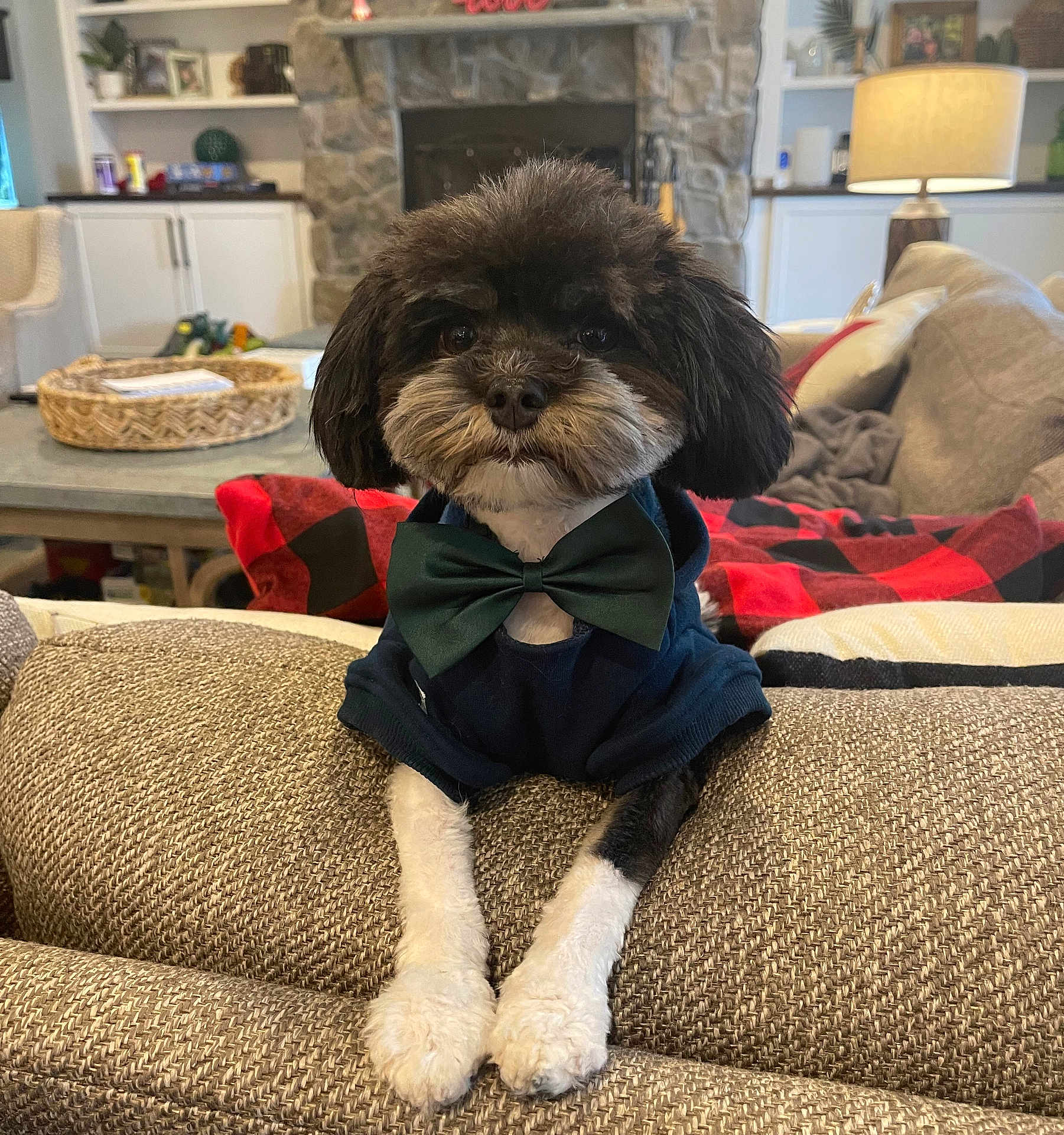 Rosco is registered to the contest to win money with this photo: dog, pet, bow_tie, sweater, couch, living_room, fireplace, blanket, furniture, interior, home_decor, cozy, small_dog, black_and_white, portrait, relaxed, indoors, table, lamp, cute