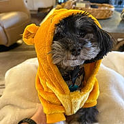Rosco joined the competition — help win amazing prizes! dog, pet, yellow_hoodie, clothing, cute, fluffy, indoor, blanket, hand, furniture, living_room, decor, small_dog, black_and_white, soft_texture, cozy, sitting, portrait, animal, friendly