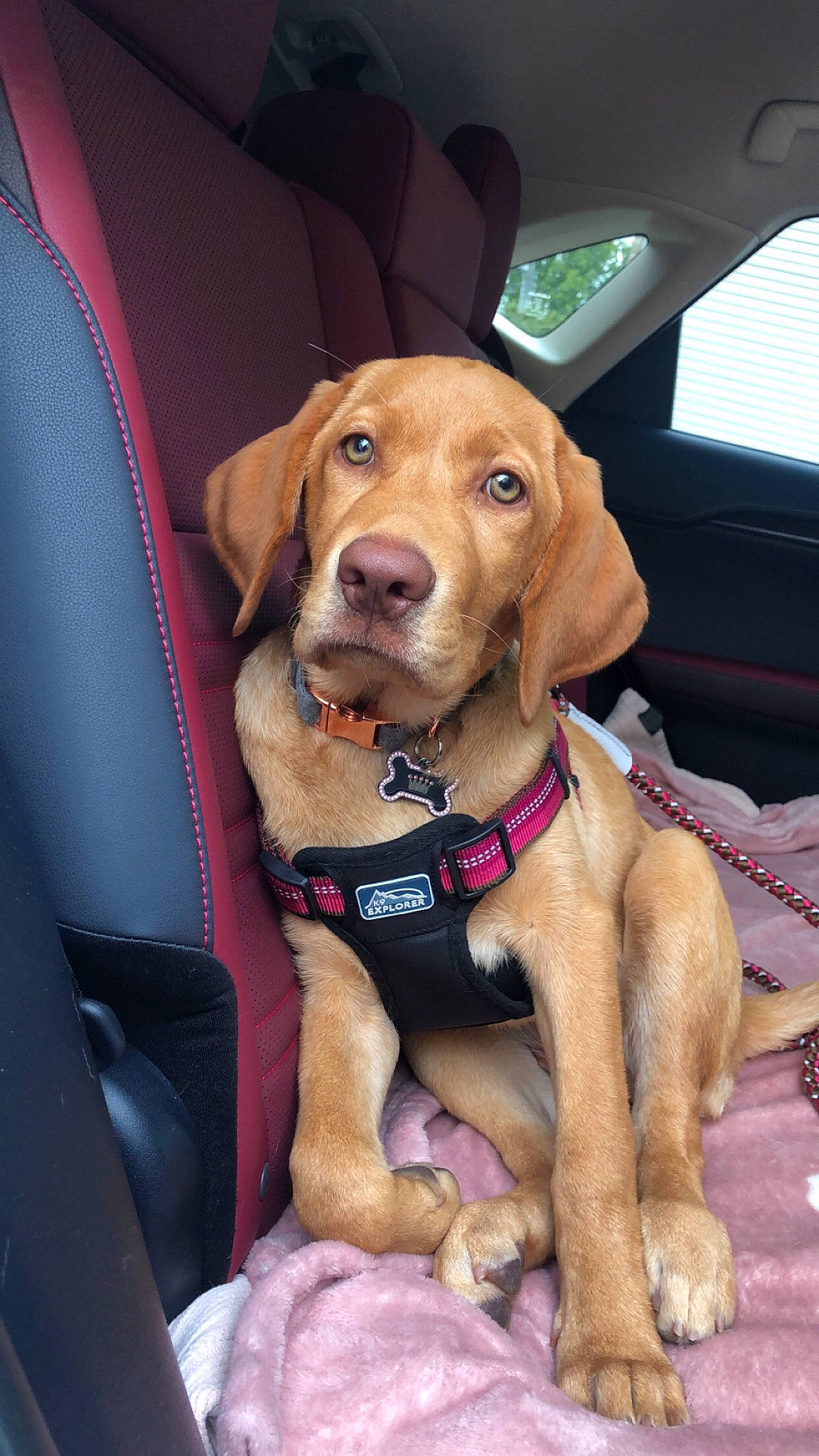 Henny is registered to the contest to win money with this photo: beagador, canidae, car_seat, carnivore, companion_dog, dog, dog_breed, fawn, hunting_dog, mammal, puppy, rare_breed_dog, snout, sporting_group, vertebrate, vizsla