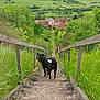 Toco participe au concours pour gagner de l'argent avec cette photo : animal, black_dog, clouds, countryside, dog, grass, greenery, hills, houses, nature, outdoor, pathway, pet, rural, sky, stairs, trees, village, wildflowers, wooden_stairs