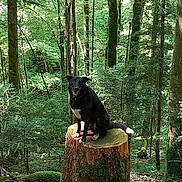 Toco a rejoint le concours — aidez-le/la à gagner de superbes lots ! dog, black_dog, forest, tree_stump, moss, trees, rocks, nature, outdoor, animal, pet, canine, woodland, sunlight, greenery, happy_dog, sitting, wildlife, daylight, natural_environment