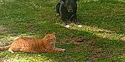 Toco a rejoint le concours — aidez-le/la à gagner de superbes lots ! animal, black_dog, building, cat, companions, daytime, dog, grass, greenery, laying_down, nature, orange_cat, outdoor, peaceful, pet, relaxing, shadows, sunlight, tree, yard