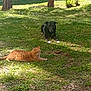 Toco a rejoint le concours — aidez-le/la à gagner de superbes lots ! cat, dog, grass, outdoor, sunlight, tree, building, pet, animal, nature, relaxing, orange_cat, black_dog, daytime, greenery, shadows, peaceful, companions, laying_down, yard