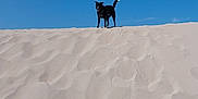 Toco participe au concours pour gagner de l'argent avec cette photo : dog, sand, dune, blue_sky, outdoor, animal, pet, canine, desert, sunny, nature, landscape, sky, daytime, standing, black_dog, playful, travel, vacation, adventure