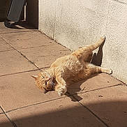 Nala joined the competition — help win amazing prizes! animal, cat, cute, domestic_cat, fur, ginger_cat, lazy, outdoor, paw, pet, playful, relaxing, resting, shadow, summer, sunlight, sunshine, tile_floor, wall, whiskers