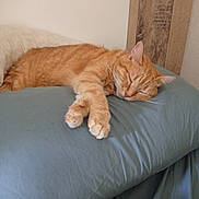 Nala participe au concours pour gagner de l'argent avec cette photo : cat, orange_tabby, sleeping, pillow, indoor, cozy, resting, feline, pets, animal, relaxation, fur, whiskers, claws, bedroom, comfort, cute, domestic_cat, nap, peaceful