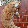 cat, sleeping, orange_cat, fur, curled_up, resting, outdoor, tiles, red_tiles, rocks, stone, plants, whiskers, paws, pet, animal, cozy, relaxed, cute, domestic_cat